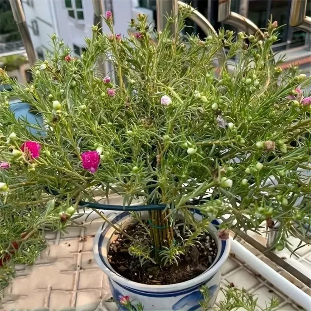 새로운 S/M/L 분재 등반 프레임 쌓을 수 있는 다층 - Bonsai Garden Stand 리뷰 및 가격